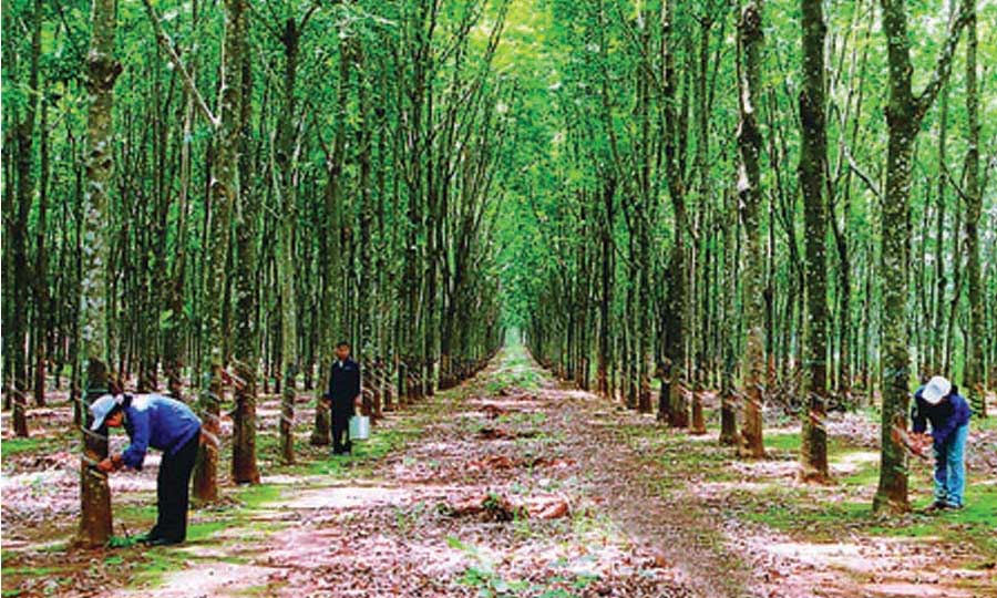 dao_cao_mu_cao_su_binh_duong